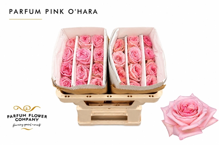 <h4>Rosa Parfum Pink O Hara</h4>