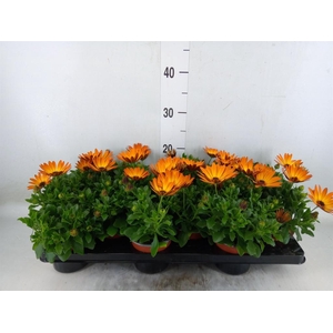 Osteospermum  'Margarita Orang Fla'