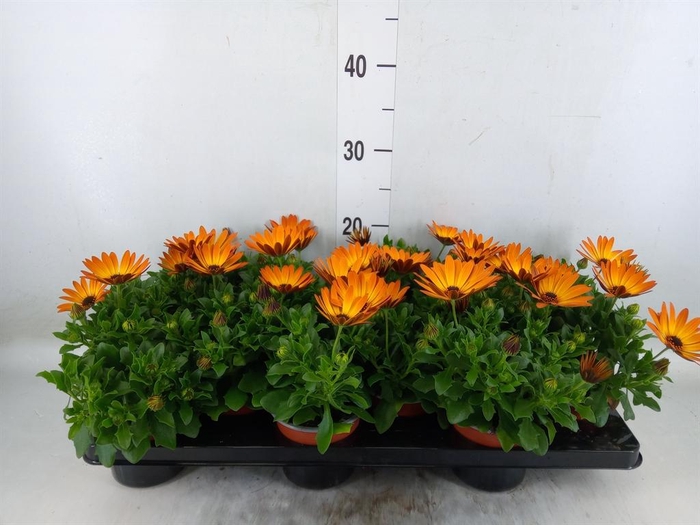 <h4>Osteospermum 'Margarita Orang Fla'</h4>