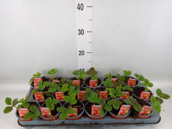 <h4>Fragaria   ...</h4>