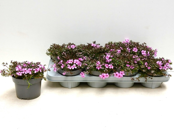 <h4>PHLOX S FAB ROSE</h4>