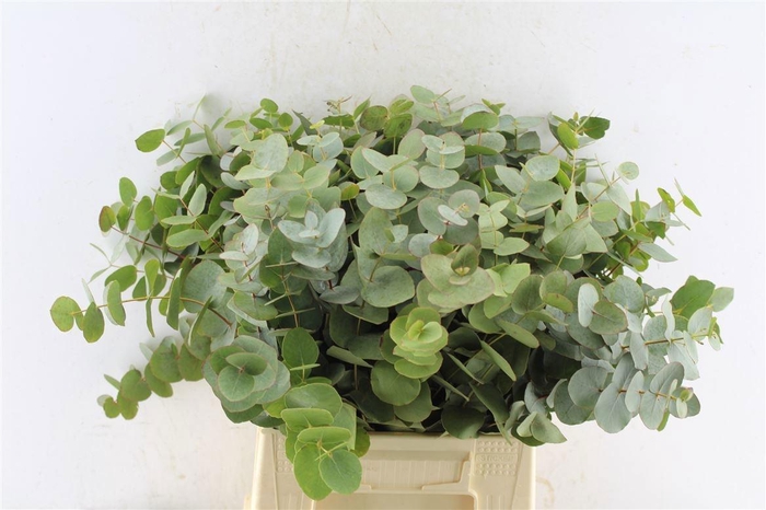 <h4>EUCA CINEREA</h4>