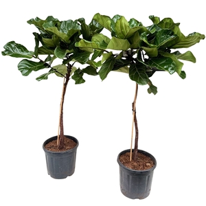 Ficus lyrata