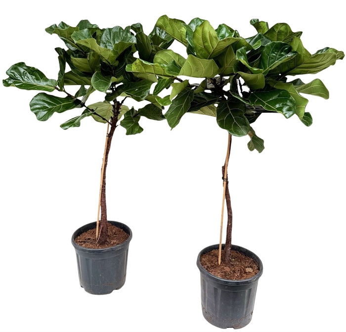 <h4>Ficus lyrata</h4>