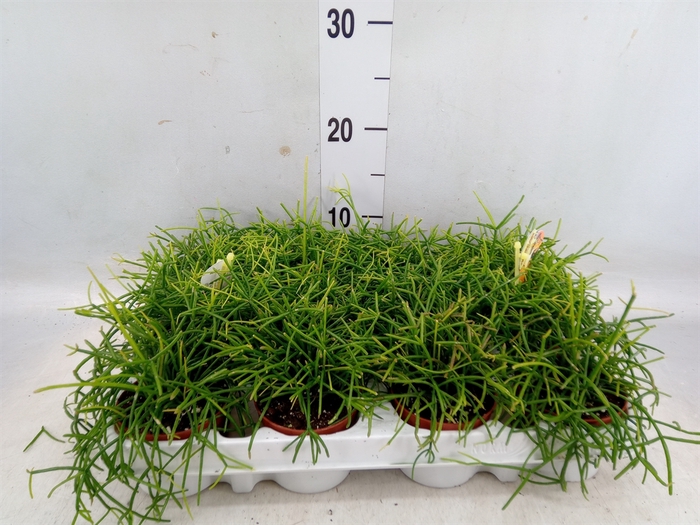 <h4>Rhipsalis cassutha</h4>