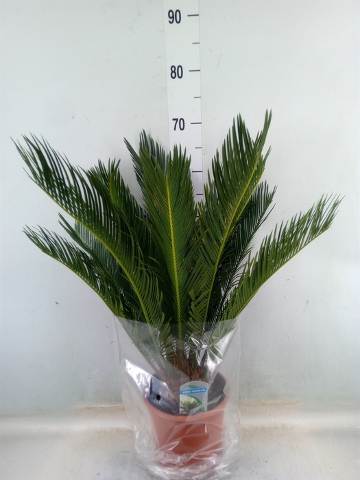 <h4>Cycas revoluta</h4>