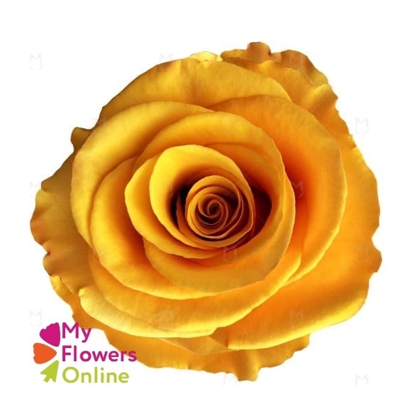 <h4>R Gr Tycoon Yellow 60cm EC</h4>