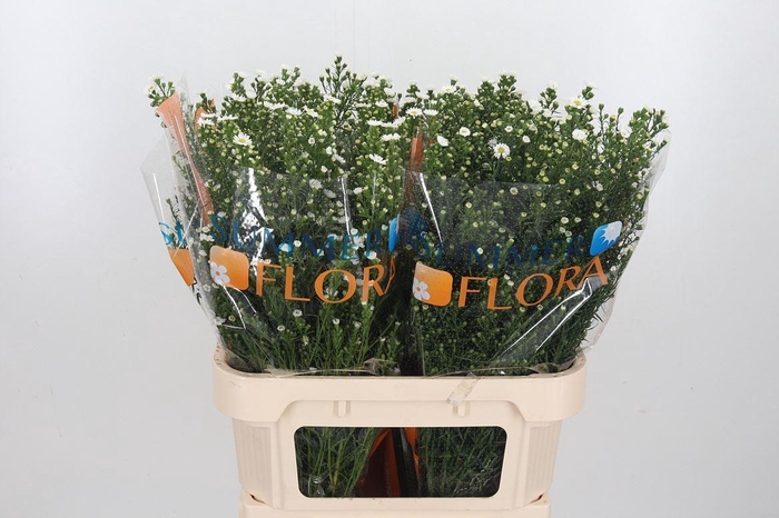 <h4>Ast U Paquita</h4>