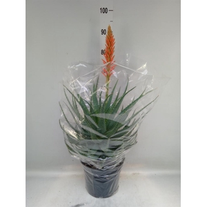 Aloe arborescens
