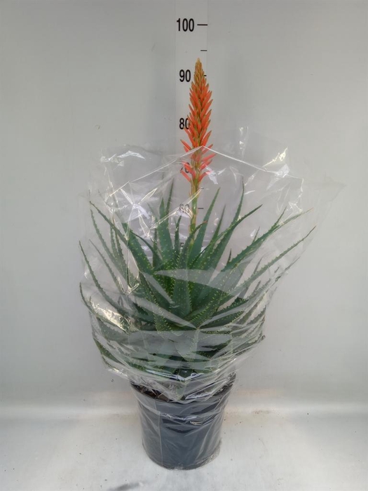 <h4>Aloe arborescens</h4>
