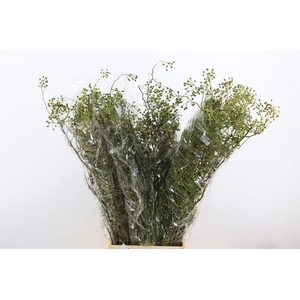 Rosa Corallo 100cm Ptk