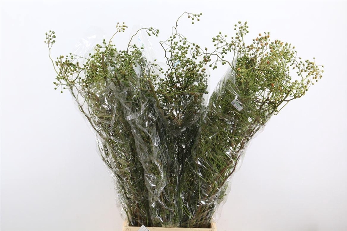 <h4>Rosa Corallo 100cm Ptk</h4>