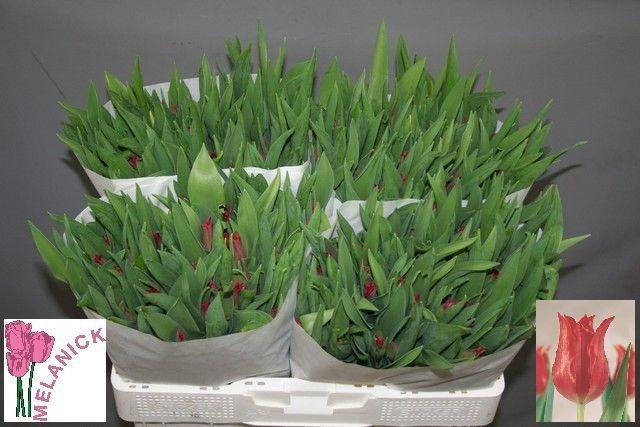 <h4>TU LI PRETTY WOMAN</h4>