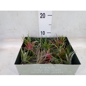 Tillandsia