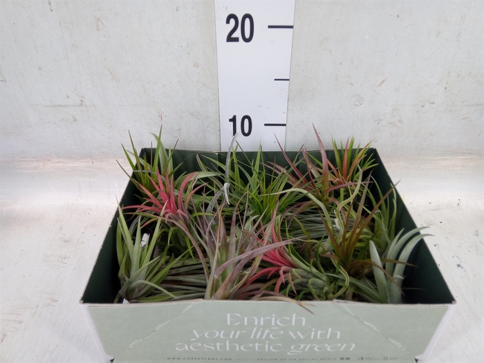 <h4>Tillandsia</h4>