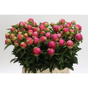 Paeonia Coral Charm