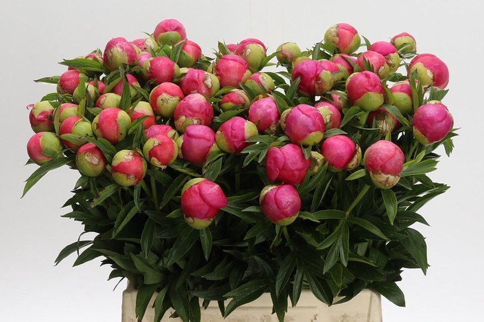<h4>Paeonia Coral Charm</h4>