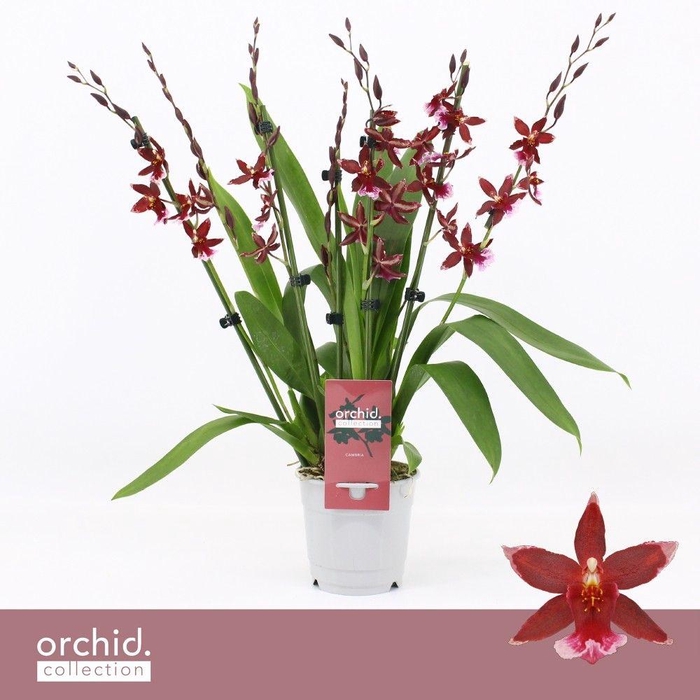 <h4>Barrocco Red, 7+ spike Compact 'Orchid Collection'</h4>