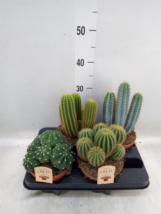 <h4>Cactus ...mix</h4>