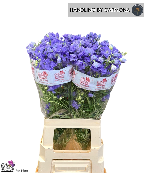 <h4>DELPH EN M LAVENDER</h4>