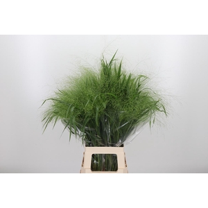 Panicum Fountain