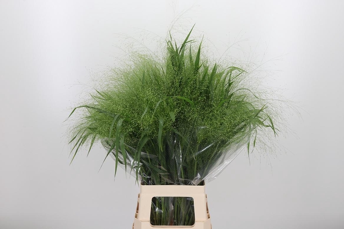 <h4>Panicum Fountain</h4>