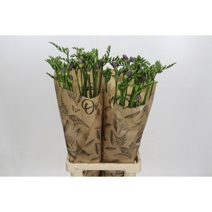 Freesia One Blue XXL