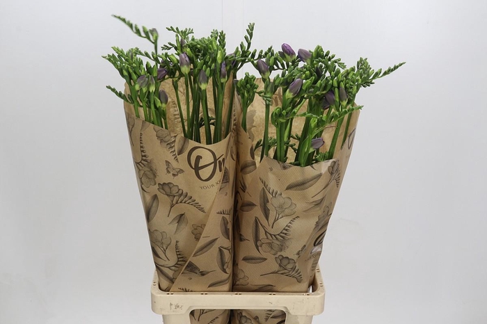 Freesia One Xxl Blue Promo