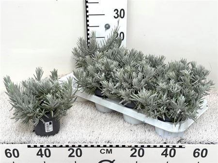 Lavan Angustifolia