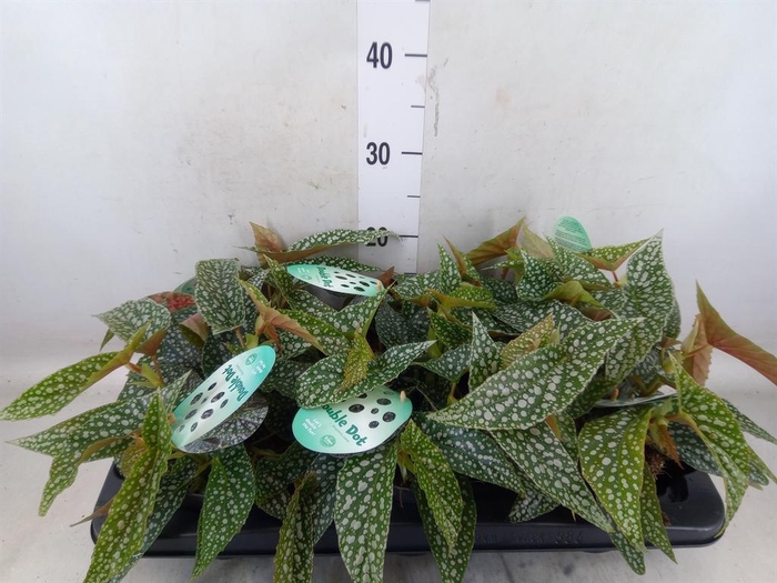 <h4>Begonia BD 'Double Dot'</h4>