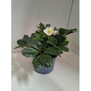 Helleborus nig. Christmas Carol