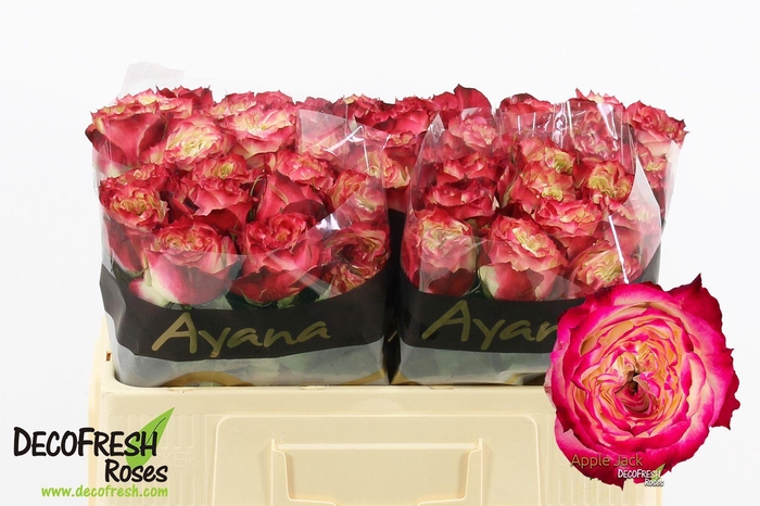 <h4>R Gr Apple jack</h4>