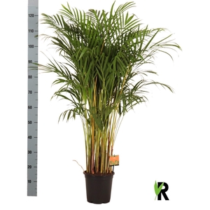 DYPSIS LUTESCENS