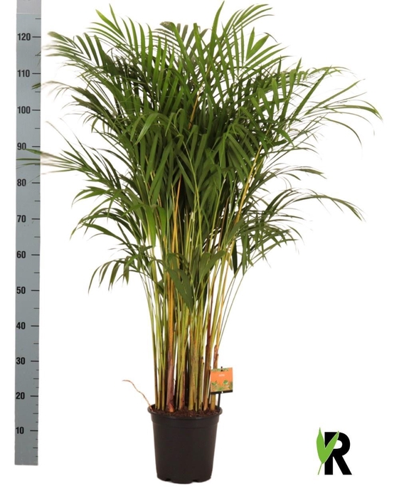 <h4>DYPSIS LUTESCENS</h4>