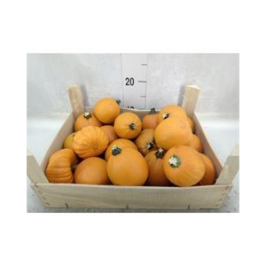 Cucurbita