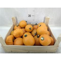 <h4>Cucurbita</h4>