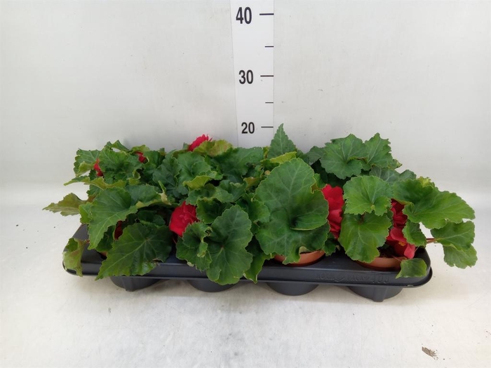 <h4>Begonia tuber. 'Tenella Scarlet'</h4>