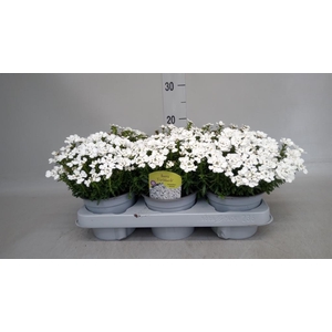 Iberis semp. 'Fischbeck'