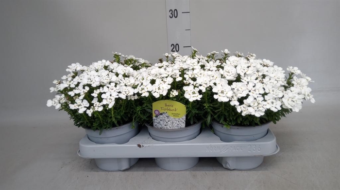 <h4>Iberis semp. 'Fischbeck'</h4>