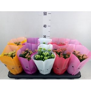 Kalanchoe blos. 'Perfecta'  ..mix 5