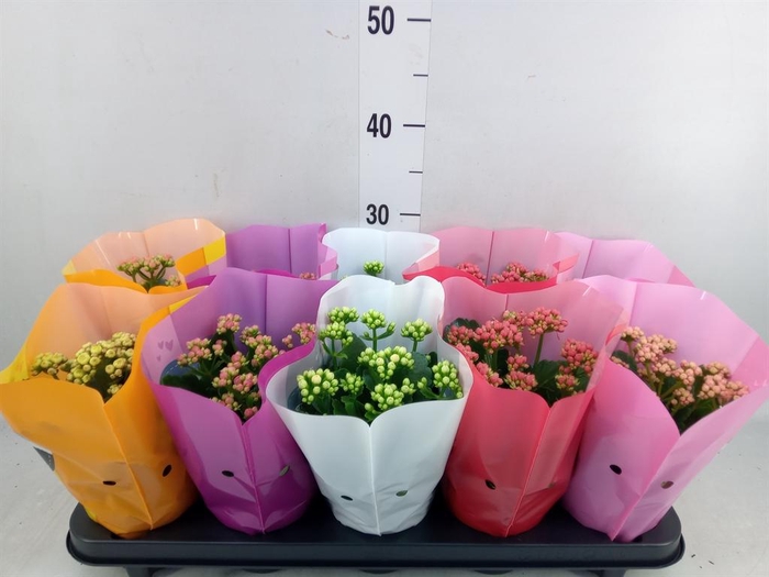 <h4>Kalanchoe blos. 'Perfecta' ..mix 5</h4>