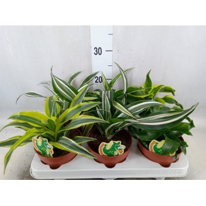 Dracaena   ...mix