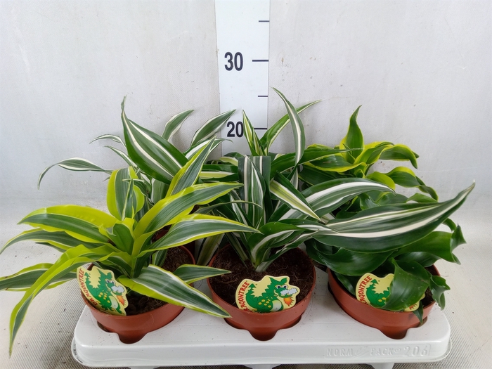 <h4>Dracaena   ...mix</h4>