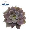 Echeveria Metallica Cutflower Wincx-8cm