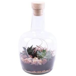 Yearround Arr. Succulent Glass Vase with Hole Ø15cm 2PP