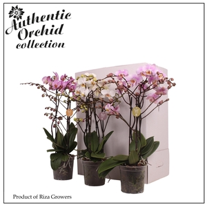 Phalaenopsis Marvellous Mix 40+ - 17cm | Authentic