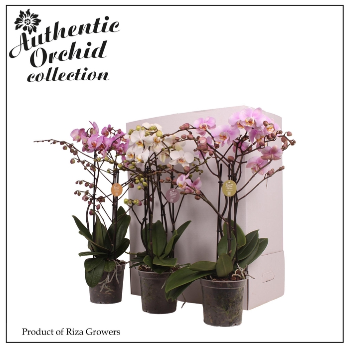 <h4>Phalaenopsis Marvellous Mix 40+ - 17cm | Authentic</h4>