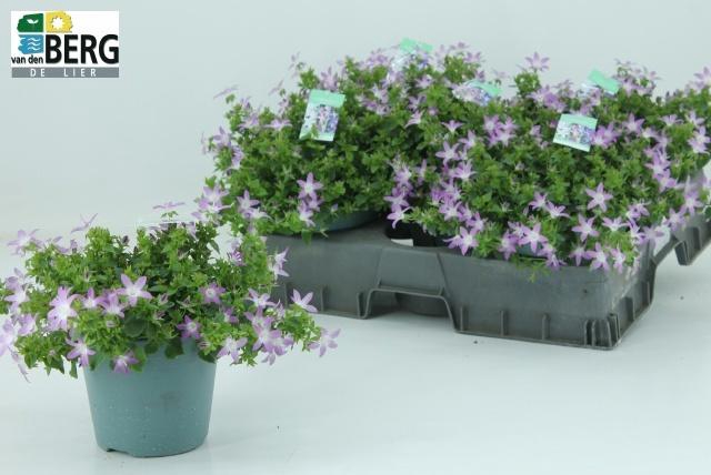 <h4>CAMP POSCHARSKYANA</h4>