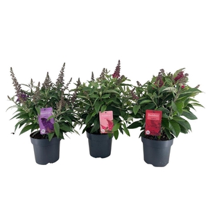Nolina Buddleja | Candy Ø 19 cm. Mix