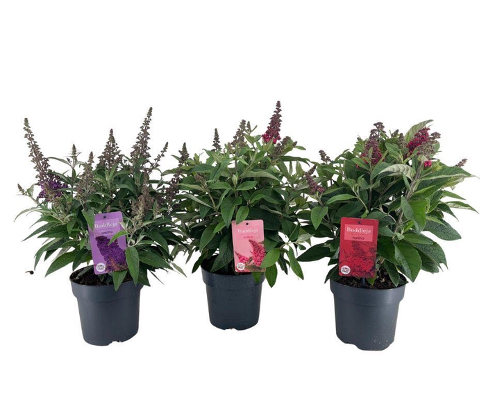 <h4>Nolina Buddleja | Candy Ø 19 cm. Mix</h4>